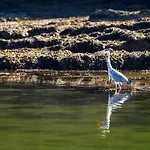 Floating * קינסייל